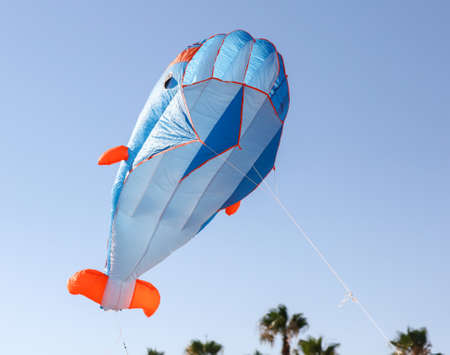A kite in the sky of a tropical parkの写真素材