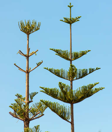 Green branches of a coniferous tropical tree against the blue sky.の写真素材