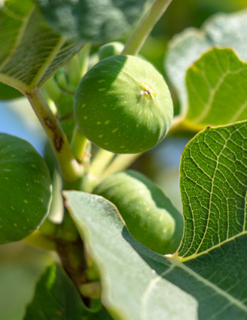 Green fig fruits on the branches of a tree. close-up