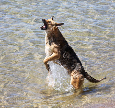 The dog swims in the sea. animalの写真素材