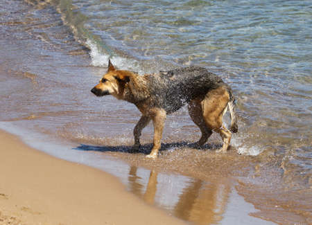 The dog swims in the sea. animalの写真素材