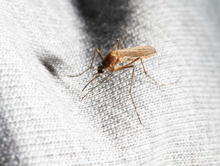 A mosquito drinks blood through a gray cloth. Macro