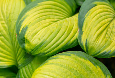 Large leaves green on a herbaceous plant in the park.の写真素材