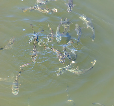 A flock of fish float on the surface of the water in the river.