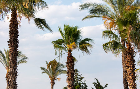 Palm trees against the blue sky. nature in the tropicsの写真素材