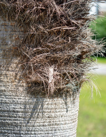 The bark on a palm tree as an abstract background. Textureの写真素材