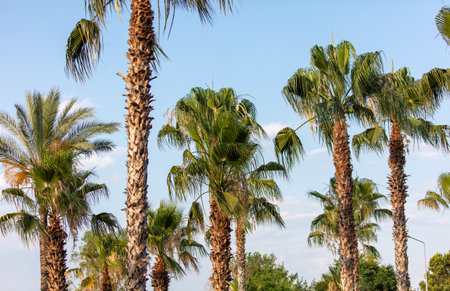 Palm trees against the blue sky. nature in the tropicsの写真素材