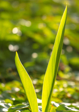 Large green grass leaves in the park. Nature