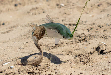 Fish caught on a bait on the sand. close-upの写真素材
