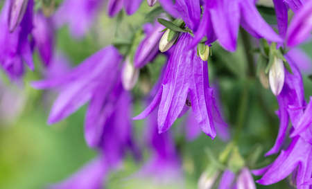 Beautiful purple bluebell flower in the park. close-up