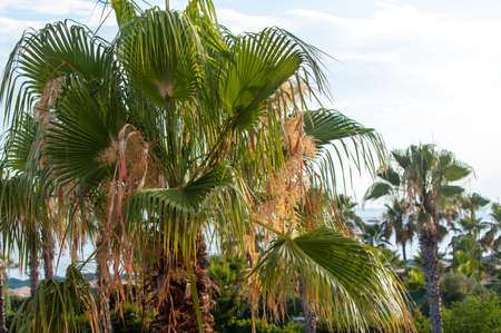 Palm leaves against the blue sky. nature in the tropicsの写真素材
