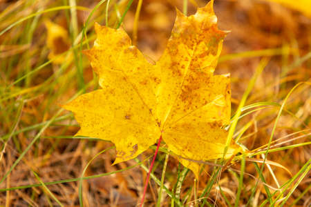 Yellow autumn leaves lie on the ground in autumn. background
