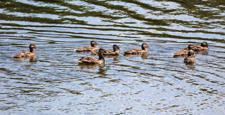 A flock of ducks swims in a pondの写真素材