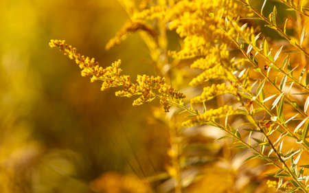 Yellow flowers on a plant in autumn. Nature
