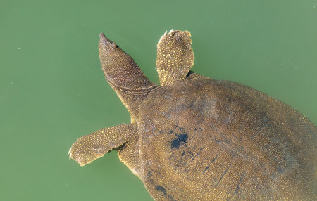 Sea turtle swims in the water. animalの写真素材