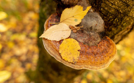 Mushroom tinder fungus on an old tree in autumn. Nature