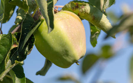 Fruits of apples on the branches of a tree. close-up