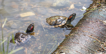 Turtle in a pond in nature. close-up