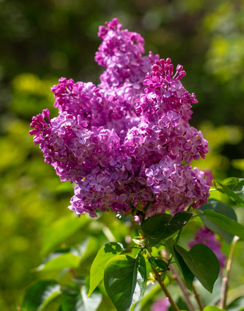 Beautiful lilac flowers in nature. close-upの写真素材