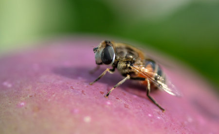 Little bee on a ripe apple. close-up