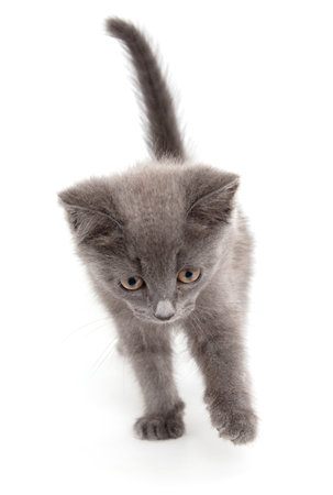Portrait of a gray kitten isolated on a white background. close-upの写真素材