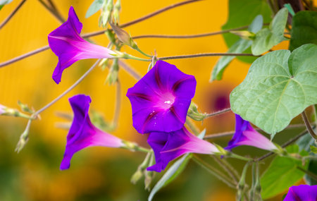 Flower morning glow on a plant. nature in the gardenの写真素材