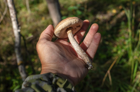 Mushroom boletus in the hand in the forest. close-up