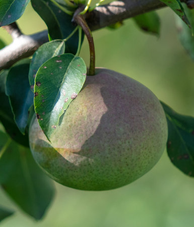Ripe pears on the branches of a tree. nature in the gardenの写真素材
