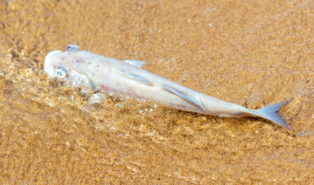 Dead fish on the sandy seashore. close-up