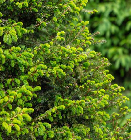 Green coniferous tree in the park in summer. Natureの写真素材