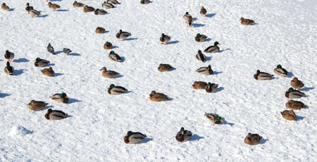 Ducks on the snow in winter. Natureの写真素材
