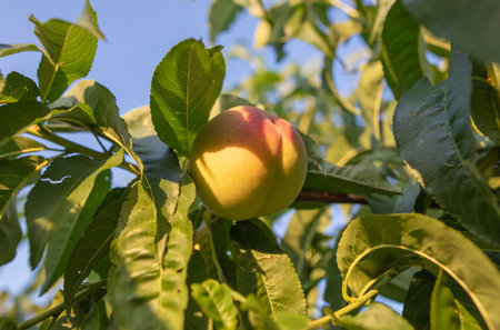 Ripe peaks on the branches of a tree. nature in the gardenの写真素材