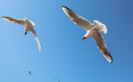 A flock of seagulls in flight against a blue sky.の写真素材