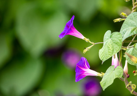 Flower morning glow on a plant. nature in the garden