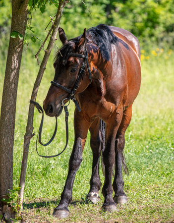 Portrait of a horse in the park. Natureの写真素材