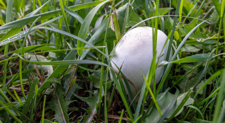White champignon mushrooms grow in the park. close-upの写真素材