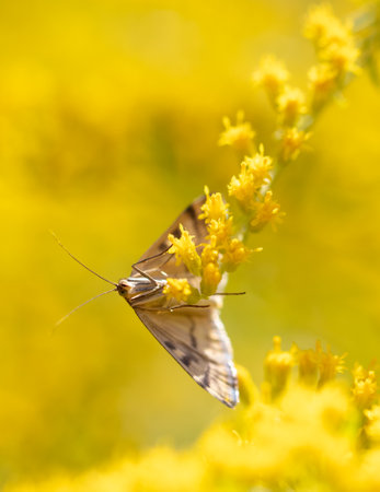 Butterfly on a yellow flower. Macro