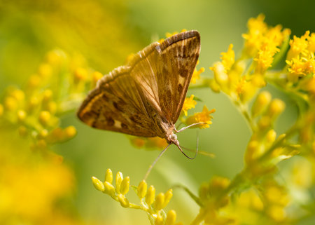 Butterfly on a yellow flower. Macroの写真素材