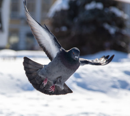 Pigeons in flight over snow in winter. Natureの写真素材