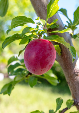 Ripe red plum on tree branches in summer. Natureの写真素材