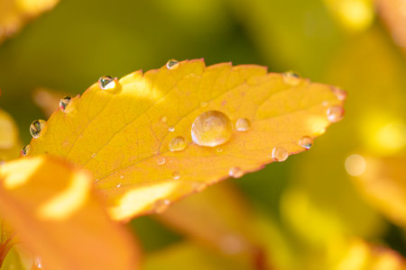 Raindrops on a yellow leaf of a plant. close-up