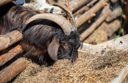 Portrait of a goat on a farm. animalの写真素材
