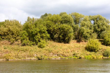 Large green trees near the river in summer.