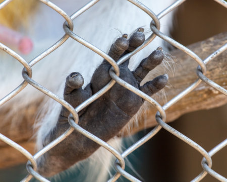 Monkey paw in a zoo cage. close-upの写真素材