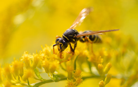 Wasp on a yellow flower. Macroの写真素材