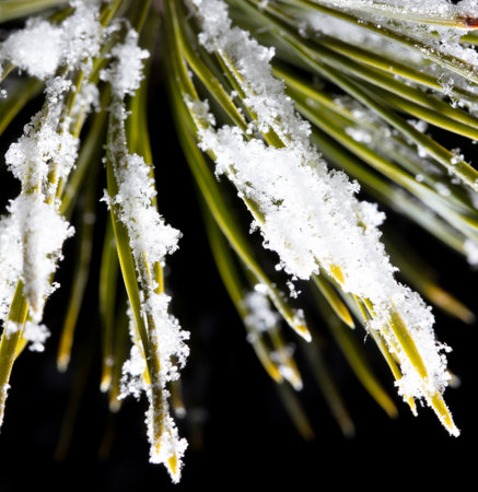 White snowflakes on pine needles on a black background. Macroの写真素材