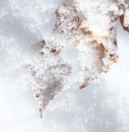 White snowflakes on a dry leaf of a tree. close-upの写真素材