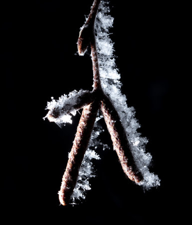 White snowflakes on a branch with birch seeds isolated on a black background. close-upの写真素材