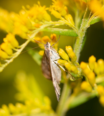 Butterfly on a yellow flower. Macro