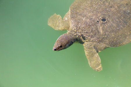 Sea turtle swims in the water. animalの写真素材